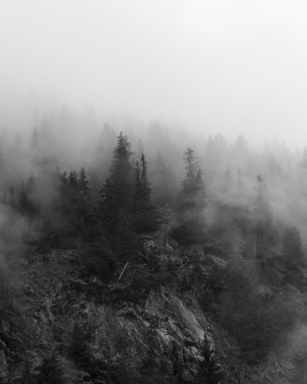 Ein paar Bäume auf einem Felsen im Nebel in Schwarz-Weiß.